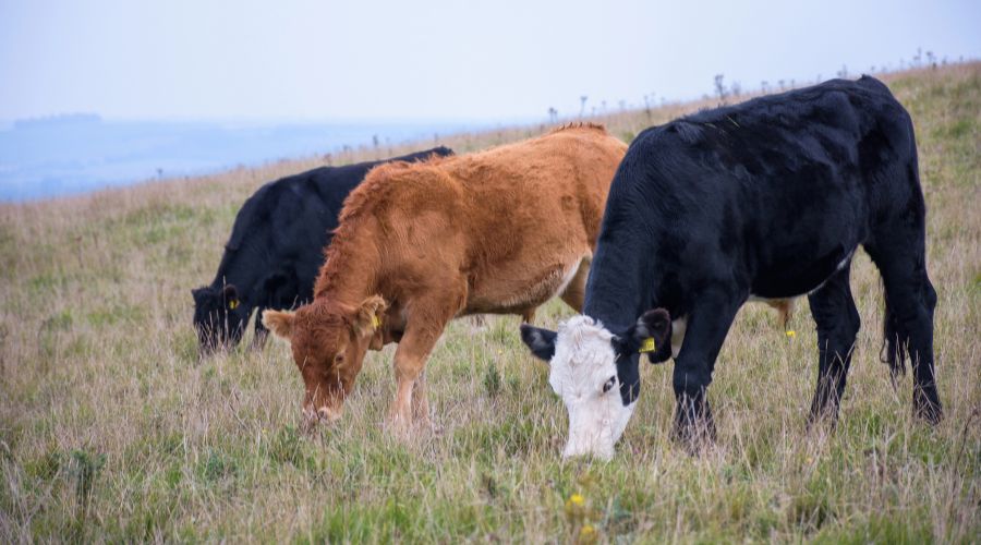 three cows grazing in a field