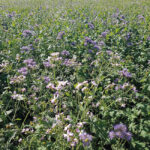 cover crops