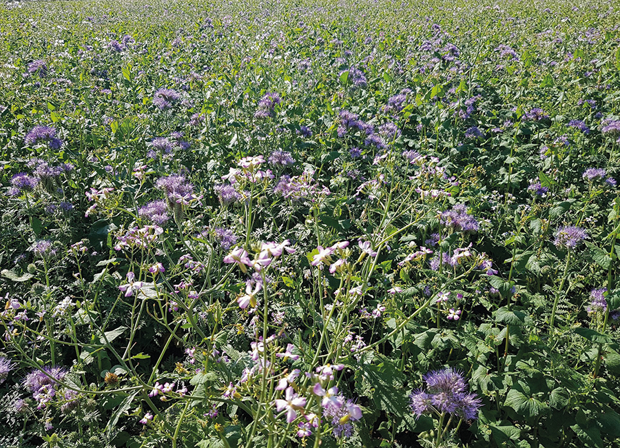 cover crops