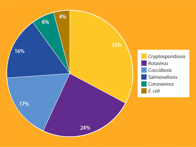 pie chart showing C parvum is the most common cause of cryptosporidiosis (33%)