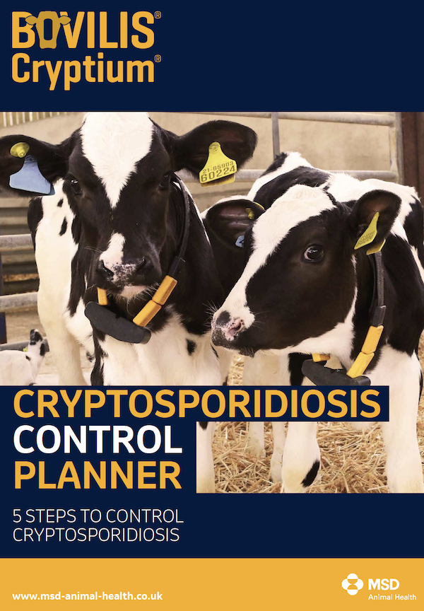 screenshot of the MSD cryptosporidiosis control planner, with a picture of two calves on the front