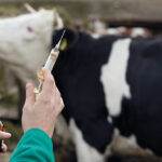 vet holding vaccine to administer to cattle