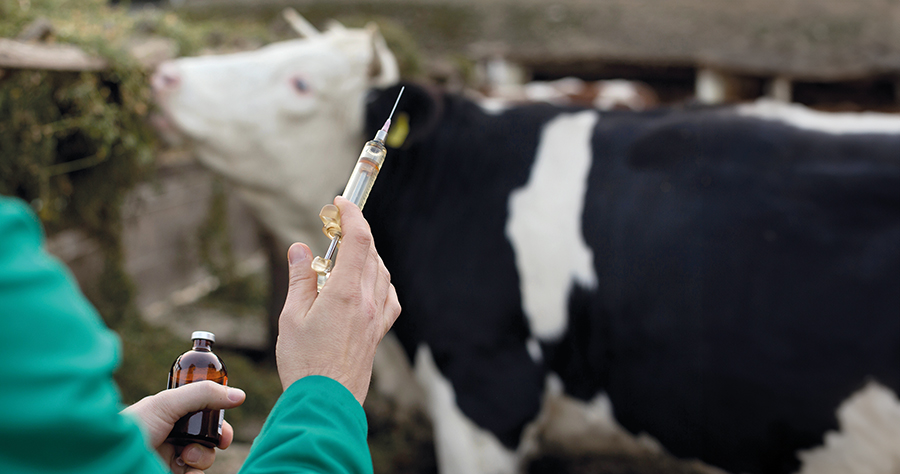 vet holding vaccine to administer to cattle