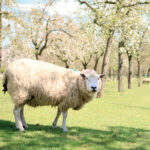 sheep in an orchard