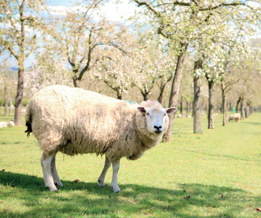 sheep in an orchard