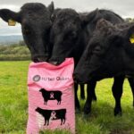 three Aberdeen Angus cows in a field, looking at a pink bag of feed with a picture of two cows on the front