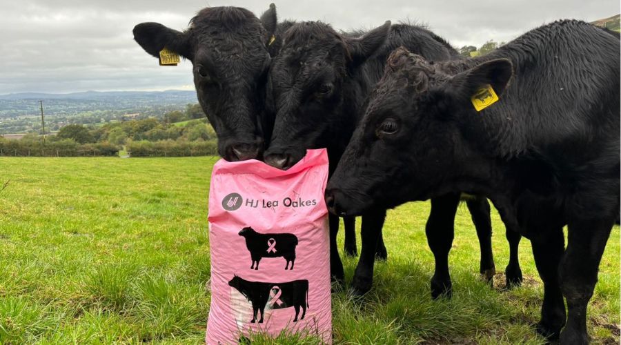 three Aberdeen Angus cows in a field, looking at a pink bag of feed with a picture of two cows on the front, and the pink breast cancer charity ribbons 