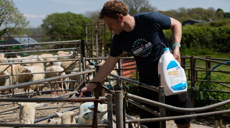 Dan Pritchard holding a bottle of CLiK Extra, a product for blowfly strike. He is standing next to a pen full of sheep