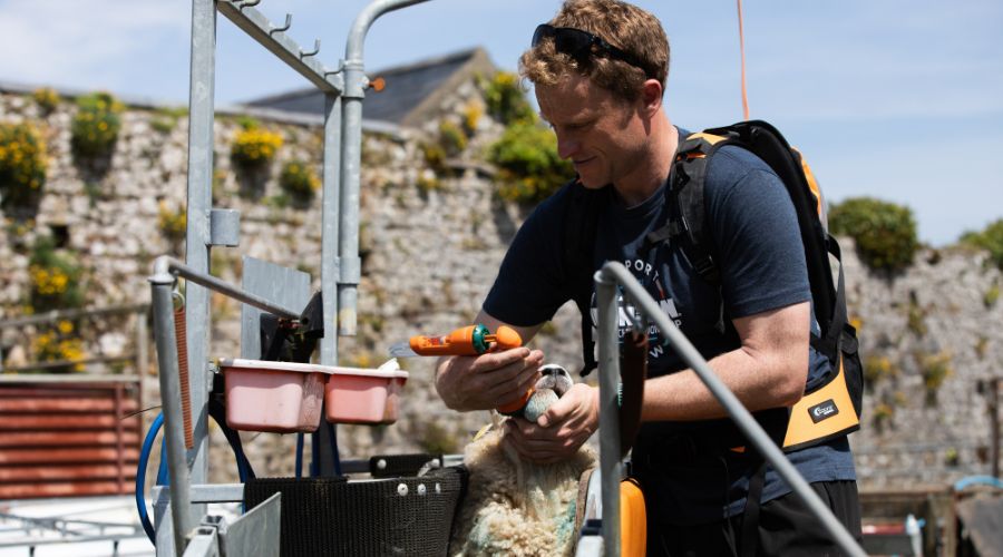 Dan Pritchard administering Zolvix parasite treatment to a sheep in an orange gun. 