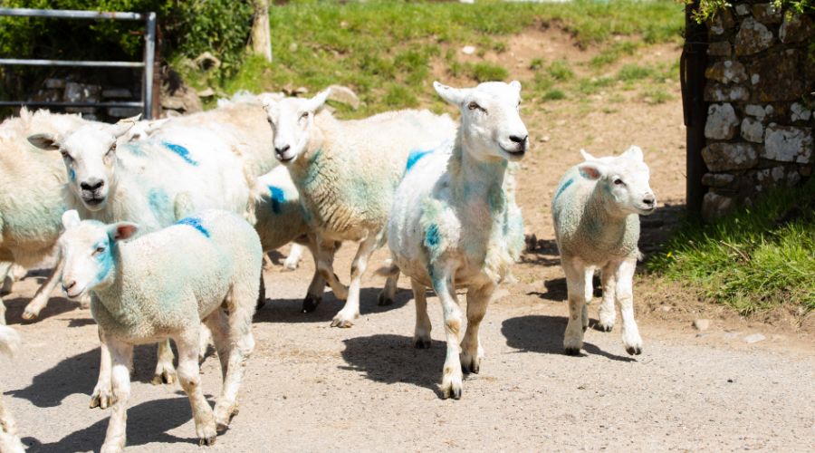 group of 6 sheep walking through an open gate 