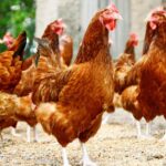 Defra announced that UK farmers will once again be able to export poultry to South Africa, bringing up to £160 million to the industry.