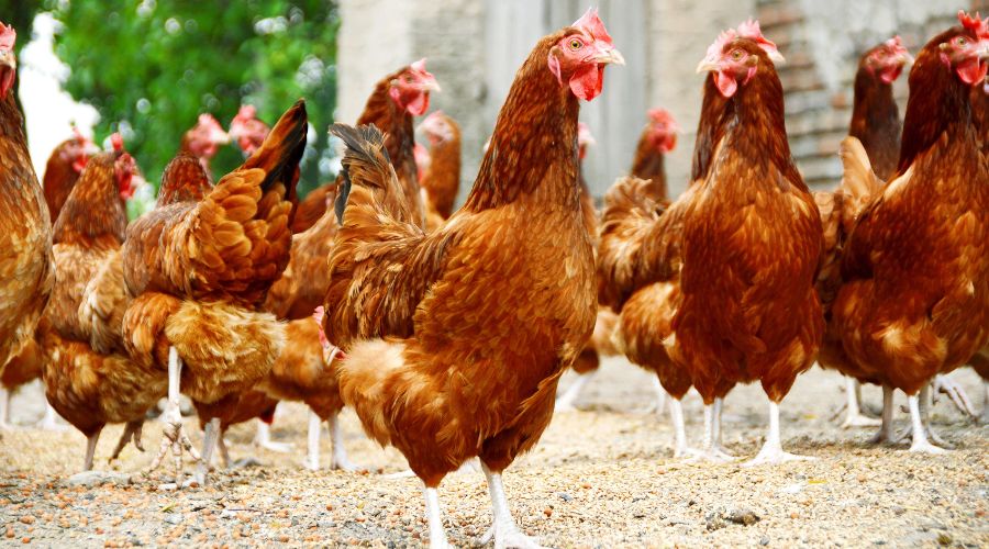 Defra announced that UK farmers will once again be able to export poultry to South Africa, bringing up to £160 million to the industry.