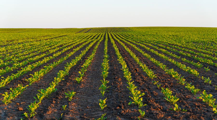 New precision breeding technology to increase food production, will be brought forward under new laws, the UK government has just announced. 