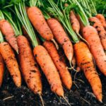 National Carrot Day 2024 takes place to encourage people to buy and eat more British-grown carrots, British Carrot Growers Association said.