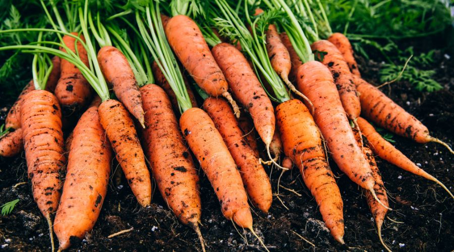 National Carrot Day 2024 takes place to encourage people to buy and eat more British-grown carrots, British Carrot Growers Association said.