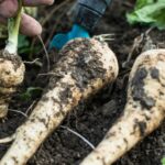 M&S announced initial results from its first ‘autonomous field’ trial, which will see the retailer selling lower-carbon parsnips.