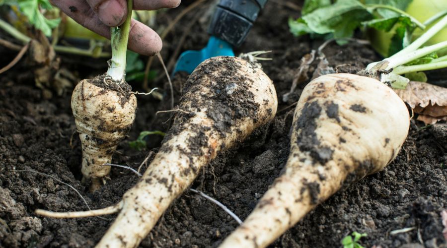 M&S announced initial results from its first ‘autonomous field’ trial, which will see the retailer selling lower-carbon parsnips.