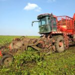 Unseasonably warm conditions have allowed sugar beet crops to remain green and productive, British Beet Research Organisation reported. 