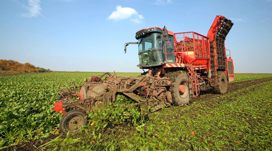 Unseasonably warm conditions have allowed sugar beet crops to remain green and productive, British Beet Research Organisation reported. 