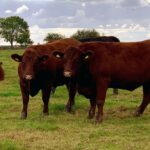 £1.2 million UKRI-funded BeefTwin project aims to reduce greenhouse gas emissions, enhance animal welfare and increase farmers profitability.