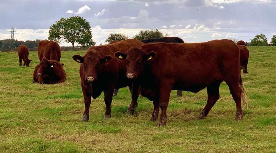 £1.2 million UKRI-funded BeefTwin project aims to reduce greenhouse gas emissions, enhance animal welfare and increase farmers profitability.