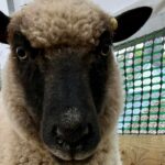 A Suffolk rare breeds farm, Baylham House Rare Breeds Farm, has experienced an “absolute horror” after one of its sheep was shot. 