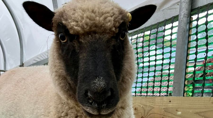 A Suffolk rare breeds farm, Baylham House Rare Breeds Farm, has experienced an “absolute horror” after one of its sheep was shot. 