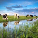 Farmer Trevor Campbell Kerr was fined £600 after he failed to protect the water environment by cattle poaching, SEPA confirmed. 