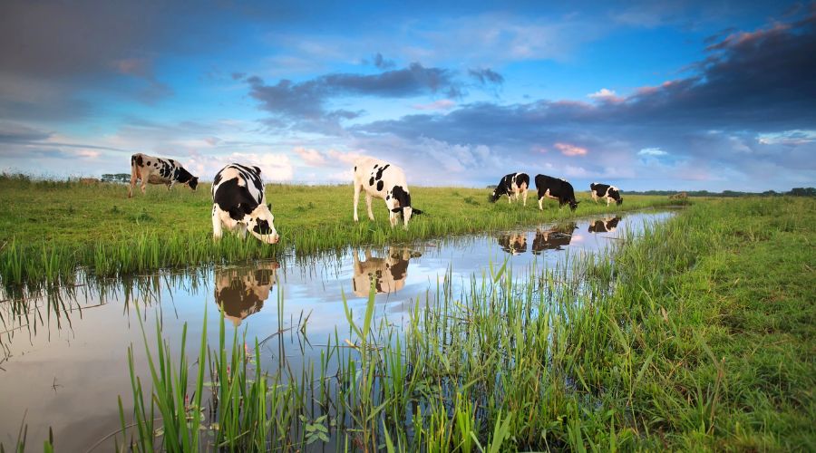 Farmer Trevor Campbell Kerr was fined £600 after he failed to protect the water environment by cattle poaching, SEPA confirmed. 