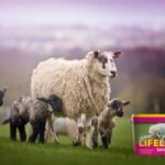 picture of a ewe surrounded by several lambs in a field, with a pink feed bucket next to them, with Lifeline written on it