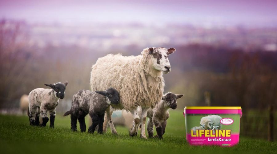 picture of a ewe surrounded by several lambs in a field, with a pink feed bucket next to them, with Lifeline written on it