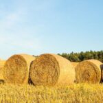 Scottish Borders police are appealing for information after 70 hay bales were set alight at a farm in Earlston, Berwickshire. 