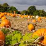 owners of Mrs G’s Pumpkin Patch in Norfolk have issued a plea to local residents following a theft of a tractor, 27 wheelbarrows and a mower. 