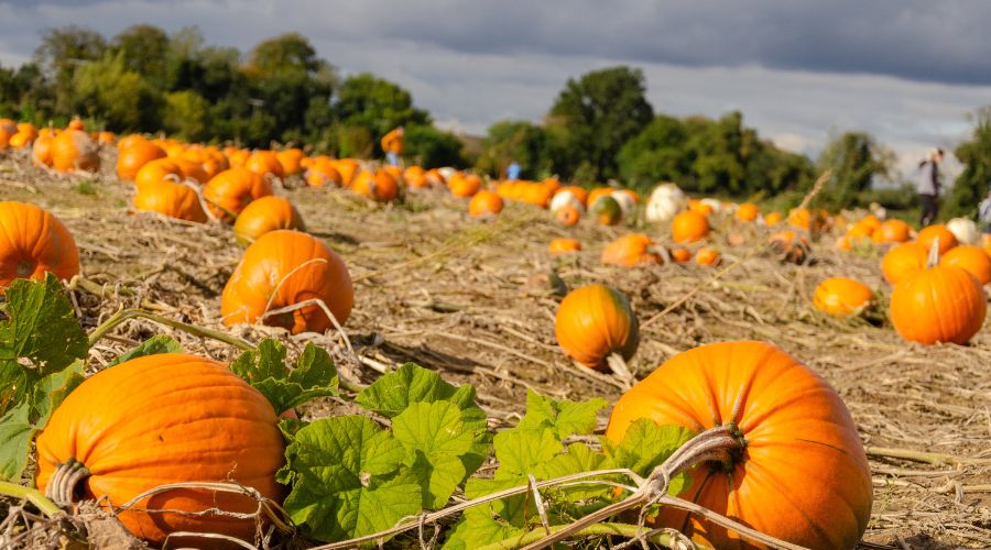 owners of Mrs G’s Pumpkin Patch in Norfolk have issued a plea to local residents following a theft of a tractor, 27 wheelbarrows and a mower. 