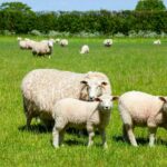 Independent sheep consultant Nerys Wright said that persistent wet weather this year has accelerated the emergence of acute fluke cases.