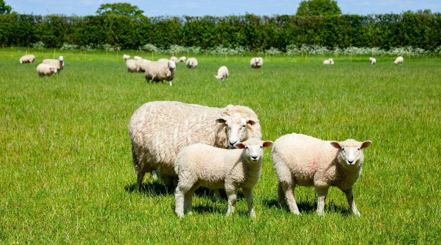 Independent sheep consultant Nerys Wright said that persistent wet weather this year has accelerated the emergence of acute fluke cases.