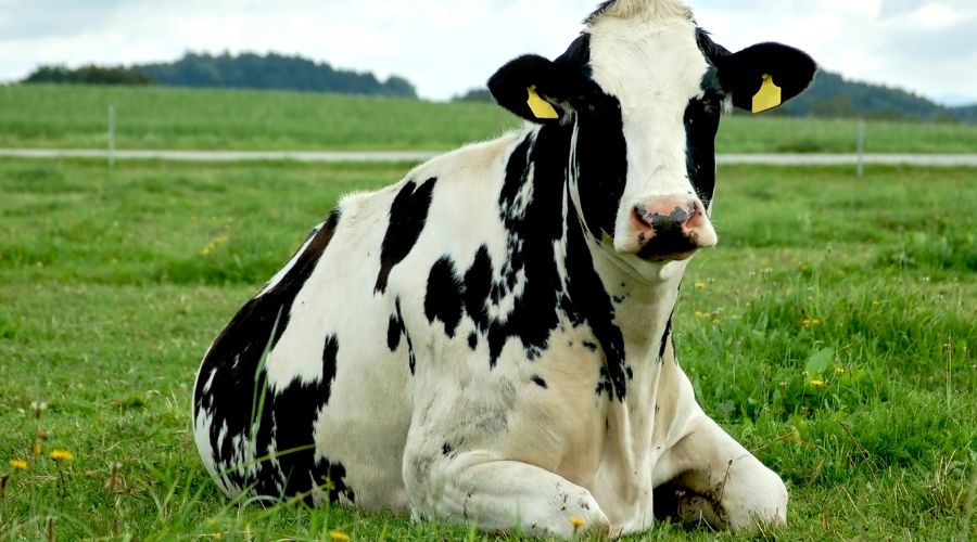 dairy cow