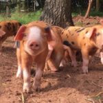 group of Oxford sandy and black piglets in a pen - with orangey colouring and black spots