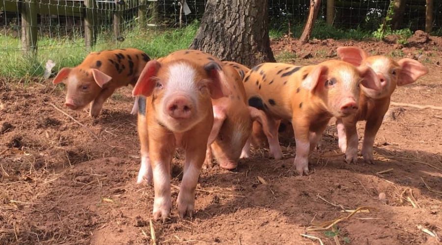 group of Oxford sandy and black piglets in a pen - with orangey colouring and black spots