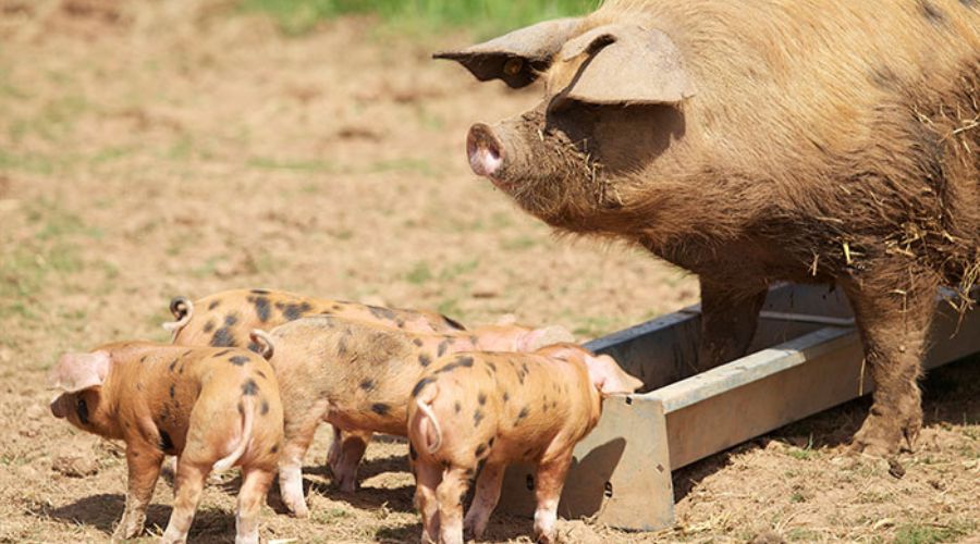 Adult Oxford Sandy and Black pig, standing by a trough with several piglets, with orange and black spot colouring