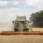 claas combine harvester harvesting cereal crop.