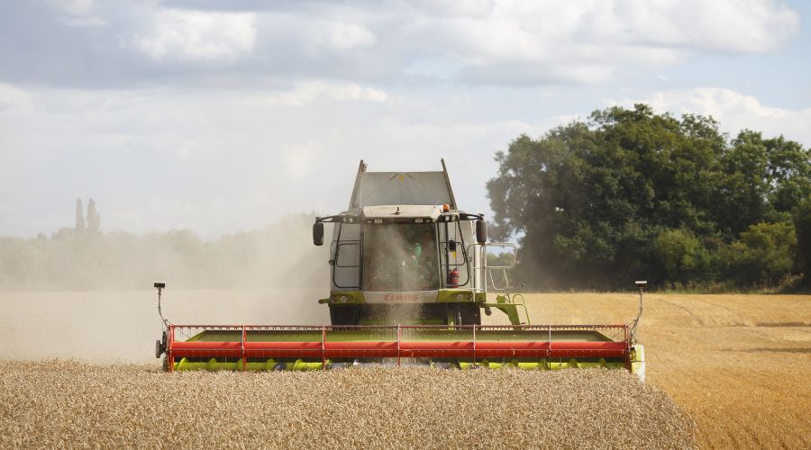 claas combine harvester harvesting cereal crop. 