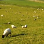 sheep grazing in a field in Northern Ireland