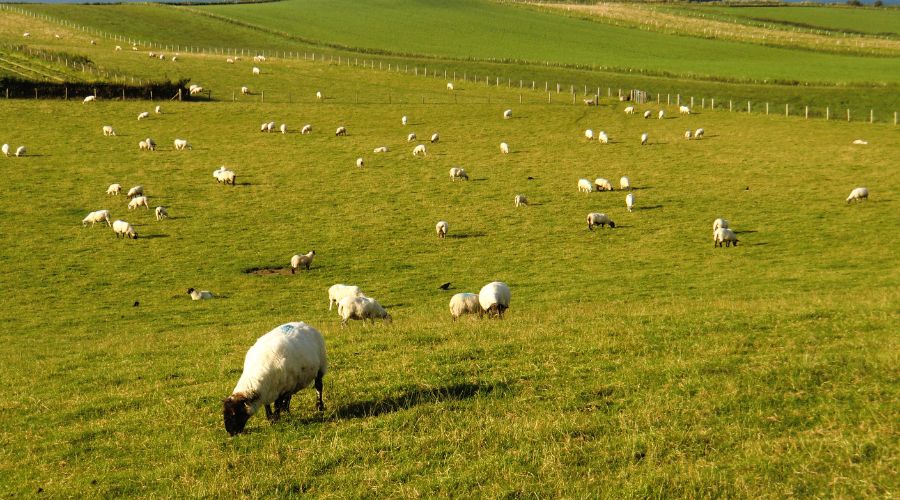 sheep grazing in a field in Northern Ireland 