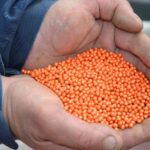 man holding orange sugar beet seed in his hands