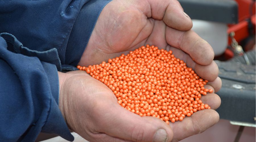 man holding orange sugar beet seed in his hands 