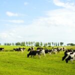 dairy cows grazing in field