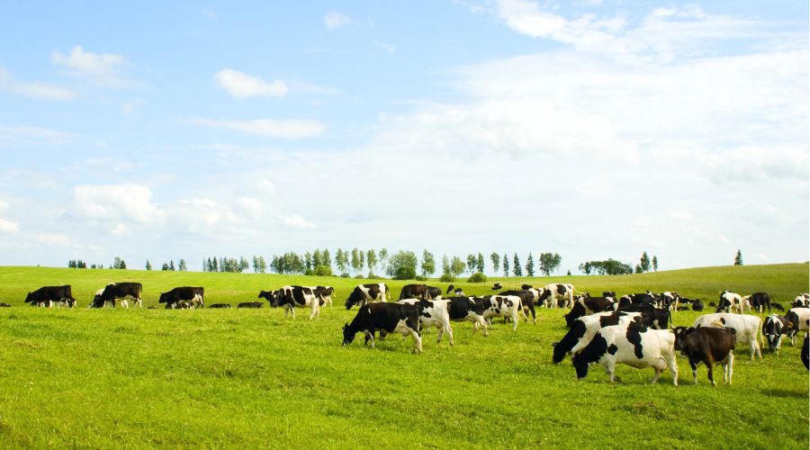 dairy cows grazing in field