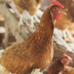 hen in a house with other hens in the background