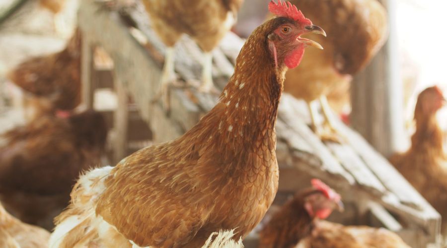 hen in a house with other hens in the background